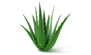 Aloe vera plant all natural ingredient of Asteeza Natural Body Wonder