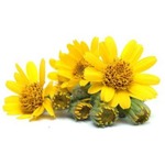 Mountain arnica flowers, all natural healing ingredient in Asteeza Natural Body Wonder