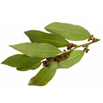 Bay leaves all natural ingredient of Asteeza Natural Body Wonder